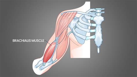 5 Best Brachialis Exercises (with Pictures!): For Full Biceps - Inspire US