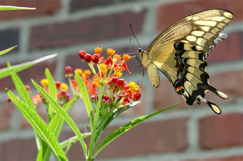 Orange and Black Butterfly · Free Stock Photo