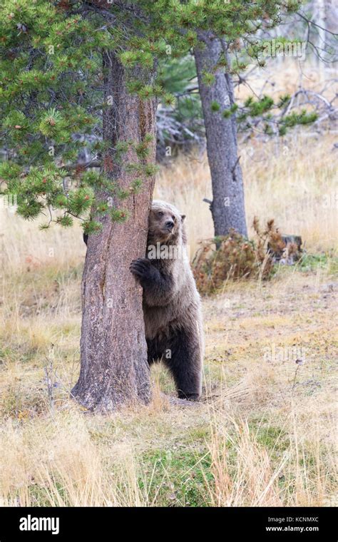 Grizzly Bear Ursus Arctos Horribilis Two Year Old Cub Rubbing On