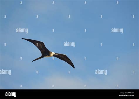 Magnificent Frigatebird Fregata Magnificens Female North Seymour