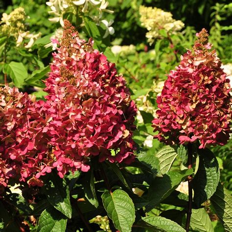 Hydrangea Paniculata Wims Red Compact Deciduous Potted Shrub Garden