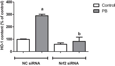 The Effects Of Silencing Nrf With Sirna For H On The Levels Of