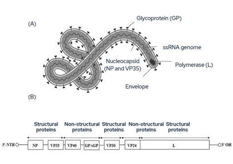 Raw IVD Materials To Help With The Diagnosis Of Ebola Virus ExonBio