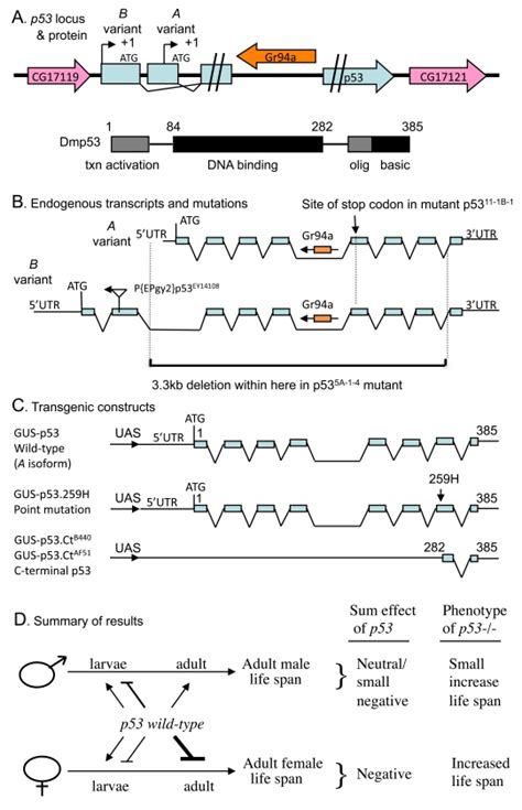 Drosophila Melanogaster P53 Has Developmental Stage Specific And Sex Specific Effects On Adult