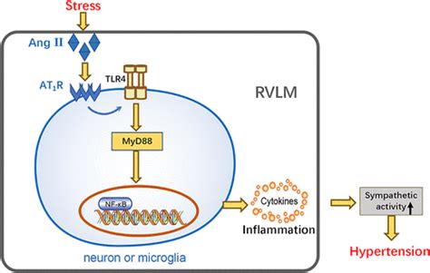 Tlr4myd88nf κb Signaling In The Rostral Ventrolateral Medulla Is