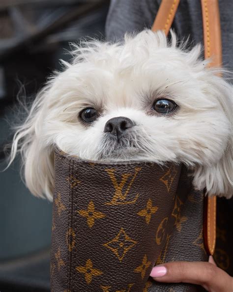 Purse Dog Dogs Animals Purses