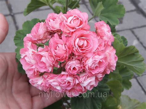 Розебудная пеларгония Swanland Pink - Australien Pink Rosebud, цена 60 ...