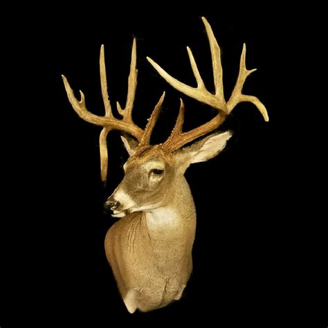 Whitetail Shoulder Mount | Trophy Whitetail Buck Mount | Deer Taxidermy