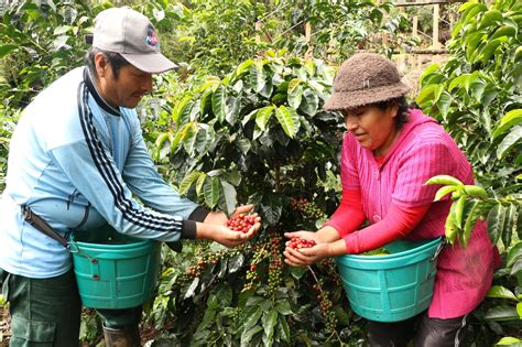 Devida Promueve La Formulaci N De Proyectos Productivos En Municipios