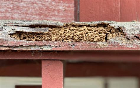 Blog Types Of Wood Destroying Insects