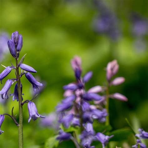 Bluebells In A Meadow By Pixie Copley Lrps Bluebells Meadow Fine