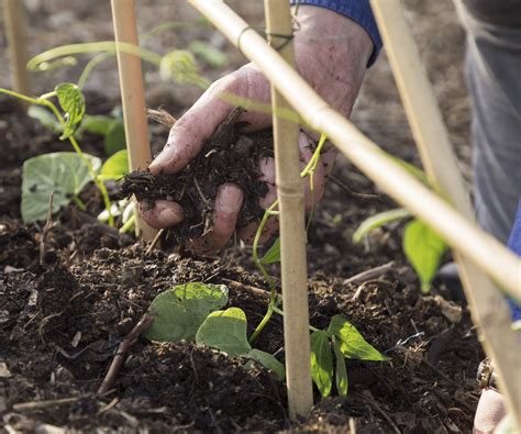 how to grow pinto beans 7