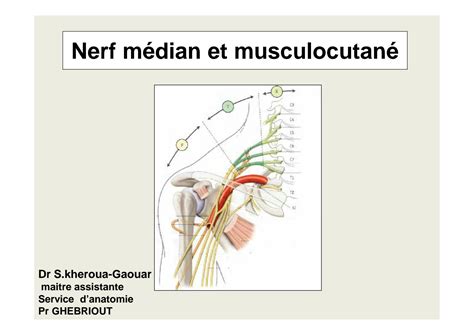 Solution Nerf Musculo Cutan Et M Dian Studypool