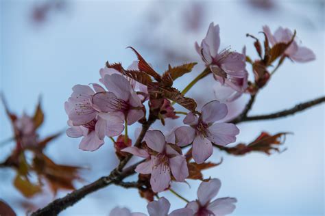 Sfondi Ramo Fiore Di Ciliegio Fiorire Primavera Emporia Albero