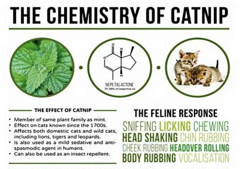 Why Felines Flip for Catnip – The Purrington Post