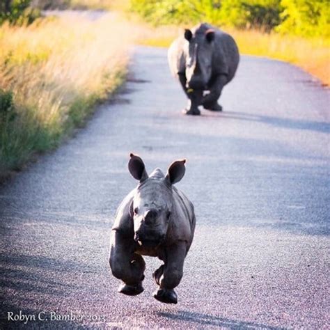 Pictures Of Running Animals