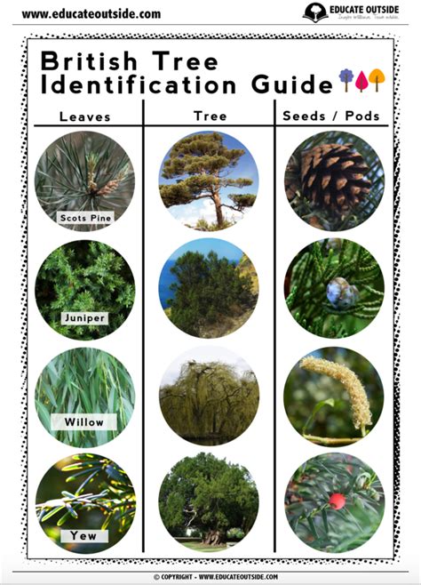 Tree Identification Guide British Educate Outside Outdoor Lesson