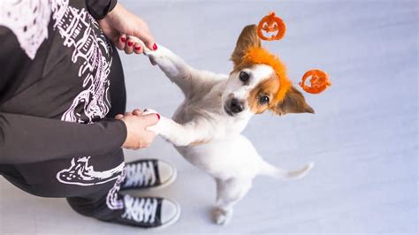 Matching Dog and Owner Halloween Costumes | 15 Costumes