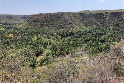 O Apoio Do Projeto No Clima Da Caatinga Casal Cearense Cria Duas