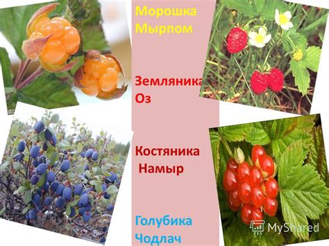 Презентация на тему: "Природа Коми края. Хозяин коми тайги - медведь Ош ...