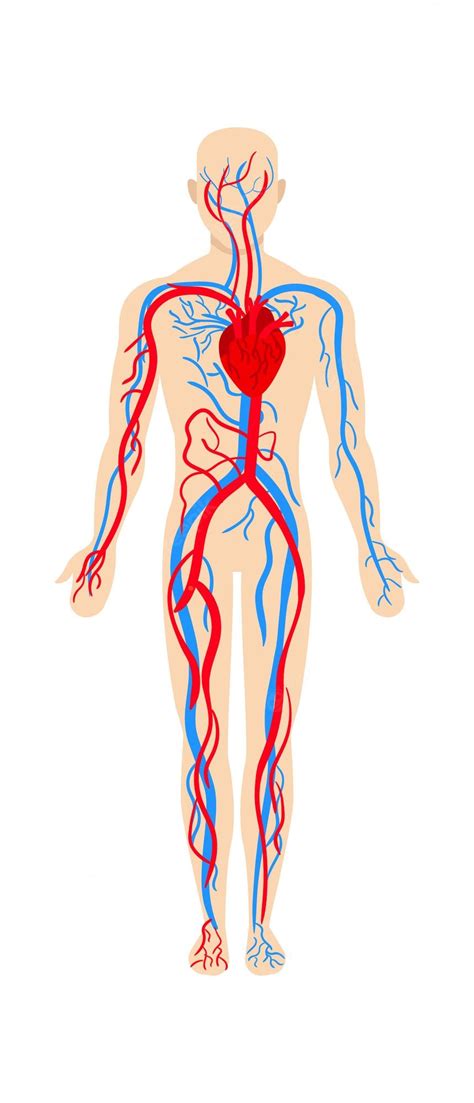 Anatomia Do Sistema Circulatório Homem Ilustração Em Vetor Vetor Premium