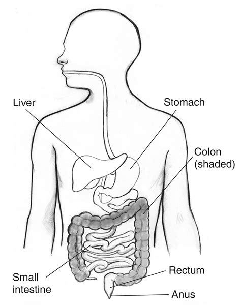 Gastrointestinal Tract With The Liver Stomach Small Intestine Colon