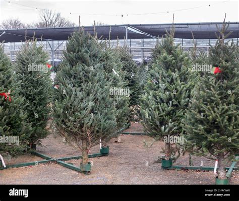 Nursery Trees Hi Res Stock Photography And Images Alamy