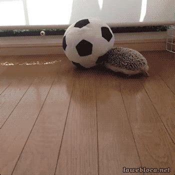 Soccer Ball Animated Gifs