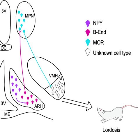 Frontiers Membrane Estrogen Signaling In Female Reproduction And