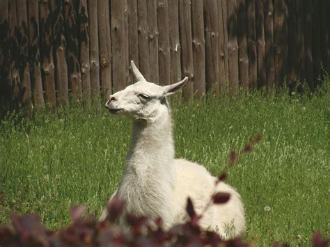 Llama Photos, Download The BEST Free Llama Stock Photos & HD Images