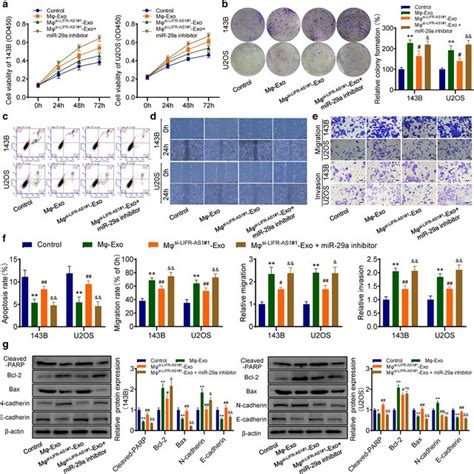 LIFR AS1 Can Be Transmitted From Macrophages To Osteosarcoma Cells Via