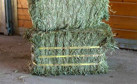 Premium Timothy Compressed Bale Standlee Premium Forage