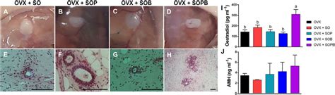 Stem Cells Cultured On Decellularized Ovarian Scaffold Transplanted To