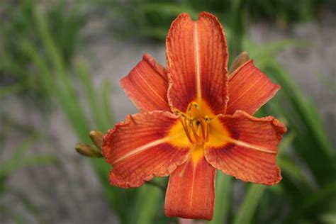 Hemerocallis Fulva Verschoor Horticulture