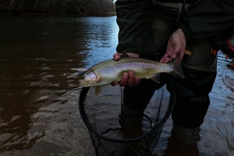 Mastering Nymphing Techniques: Fly-Fishing