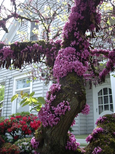 Western Redbud Cercis Occidentalis Lehua Mc Flickr