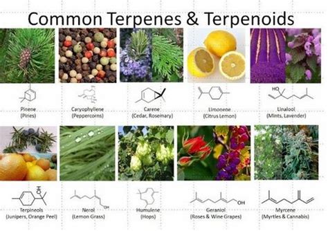 What Are Terpenoids And How Can They Benefit Your Health Health