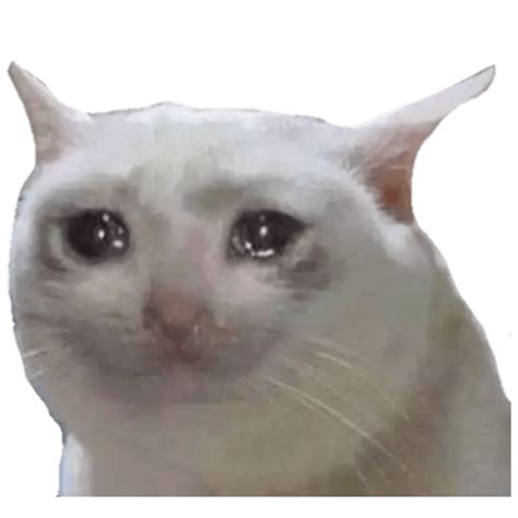 Gato Llorando Meme Png Images Hd Png Play The Best Porn Website