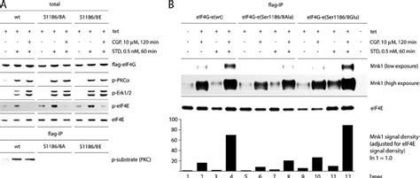 Inhibition Of Mnk1 With Cgp57380 Does Not Affect The Activation Of Pkc