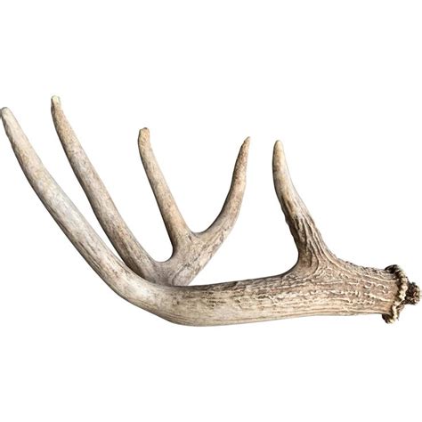 Deer Antler, Medium | Deer antler decor, Antlers, Deer antlers