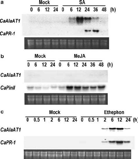 Expression Purification And Enzymatic Characterization Of Recombinant