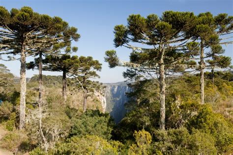Arvores Coniferas - Coníferas (Divisão Coniferophyta) - Plantas - InfoEscola
