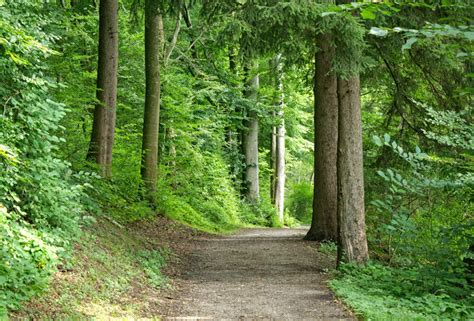 Banco de imagens árvore natureza caminhada trilha folha verde