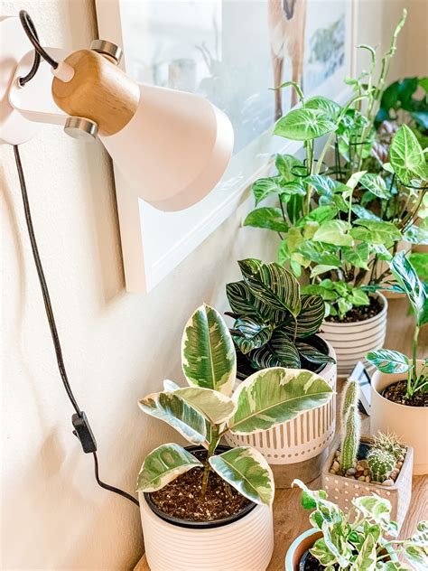 Grow Lights 101 Raising Houseplants In A Low Light Home Kayla Lynn Lifestyle Plants