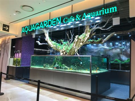 I Went To A Cafe Aquarium Place In Seoul Called Aquagarden I Thought