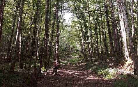 The Most Beautiful Hiking Routes In Lac D Amance Outdooractive