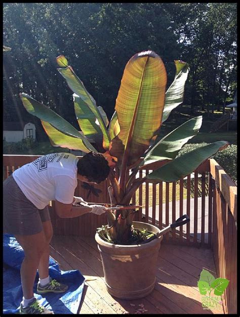 Overwintering Red Banana Plants Ensete Ventricosum Maurelii