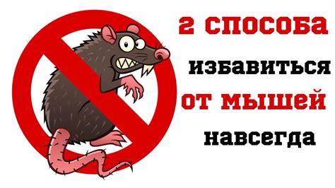2 СПОСОБА ИЗБАВИТЬСЯ ОТ МЫШЕЙ БЫСТРО И НАВСЕГДА - YouTube