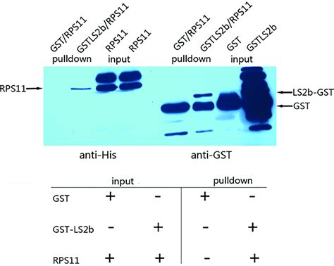 Gst Pull Down Assay Gst And Gst Ls2b Fusion Proteins Incubated With