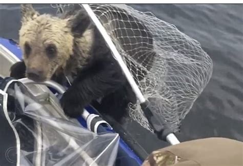 These Bear Cubs Were Drowning, But Then Some Kind Boaters Saved The Day
